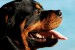 1280px-Rottweiler_portrait